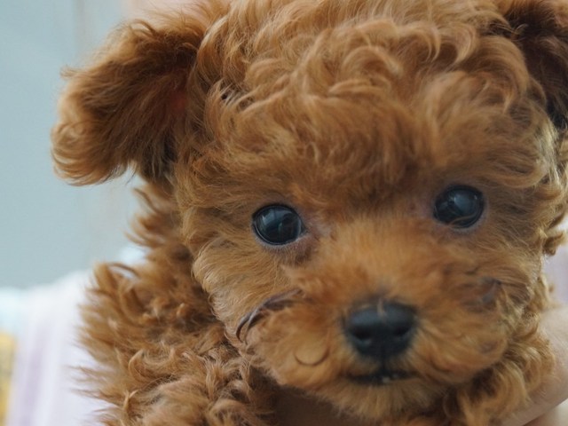 ダンカンからの写真投稿 - $picture['shop_picture_title'] 