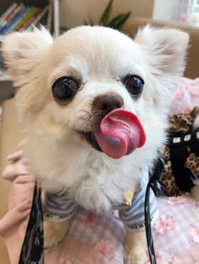 ヒト妻フリーク 求人注目ポイント